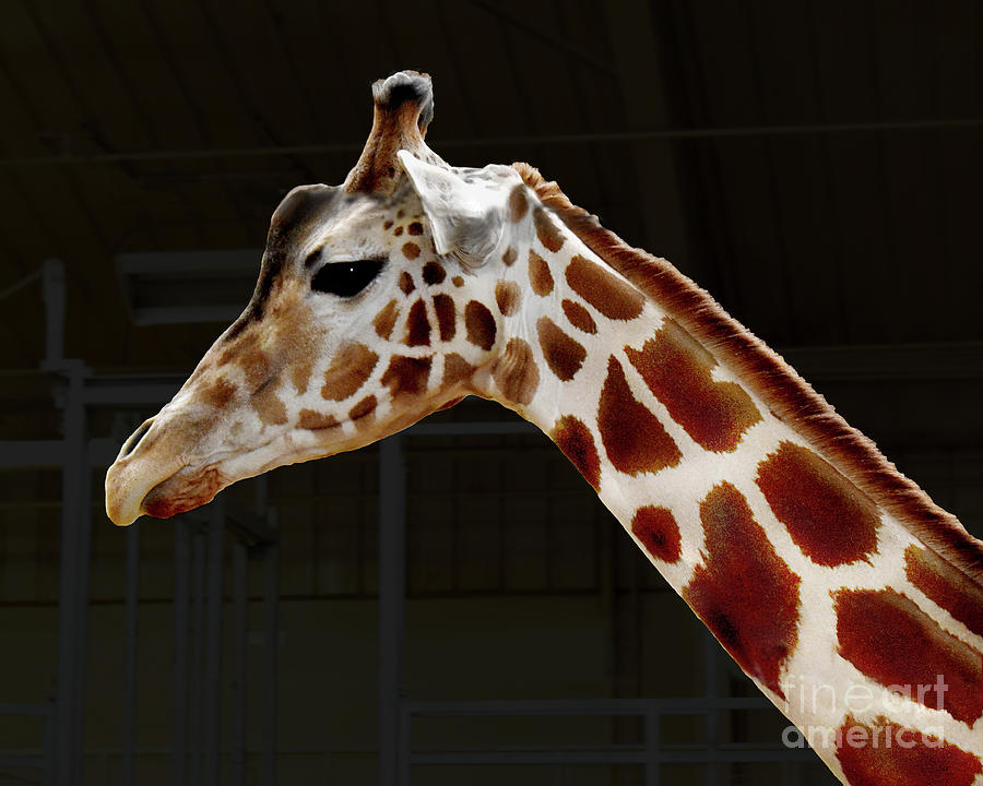 Reticulated Giraffe Portrait Photograph