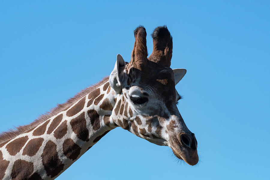 Reticulated Giraffe  Photograph by Rose Guinther
