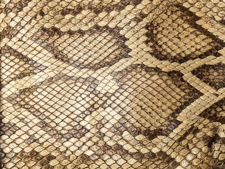 Reticulated python skin Digital Art by Herbert - Fine Art America