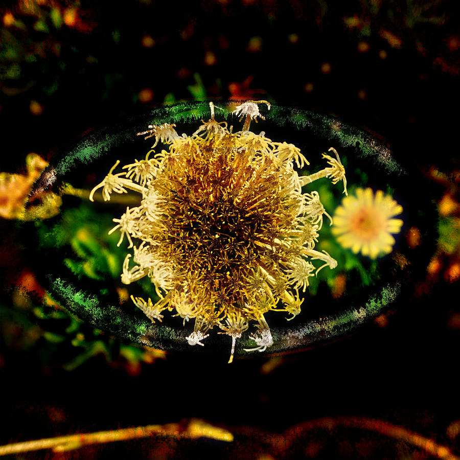 Retina Flower Photograph