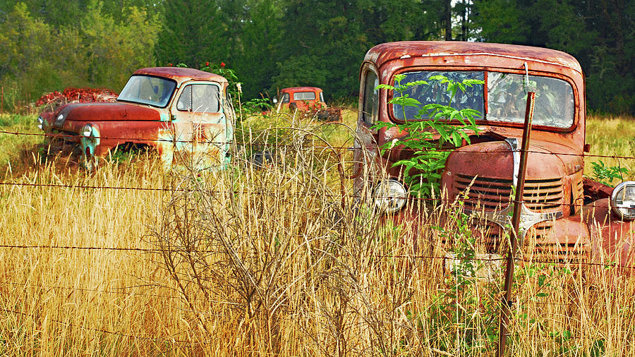 Retired Trucks in Fields of Gold Photograph by Connie Fox