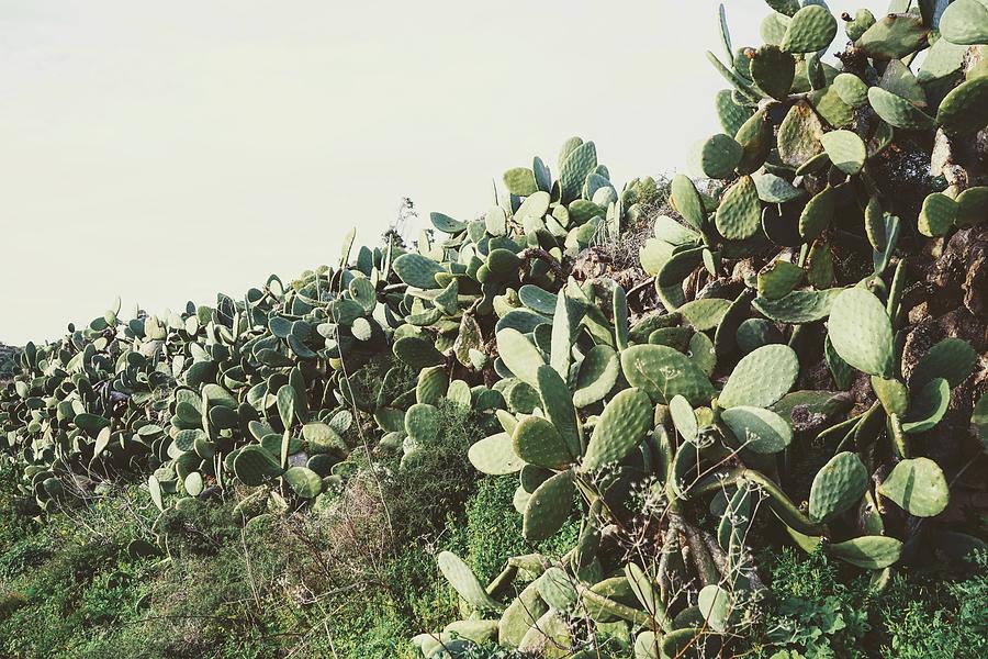 Retro Cacti Photograph
