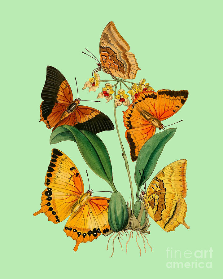 Butterfly Digital Art - Retro orange butterflies by Madame Memento