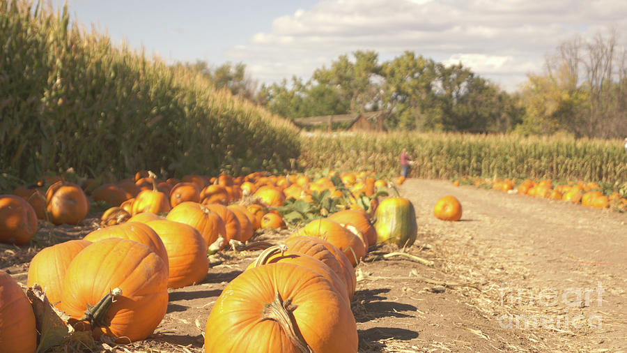 Retro pumpkin patch Photograph by Steve Speights