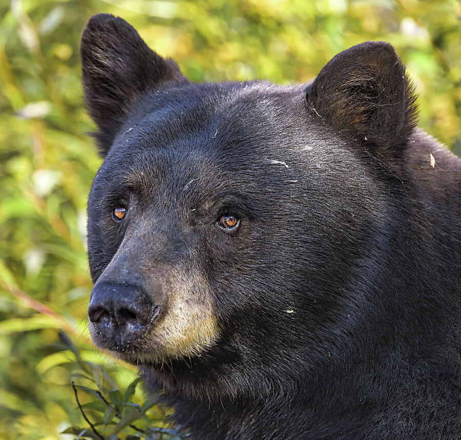 Bear Portrait Photograph by Scott Warner