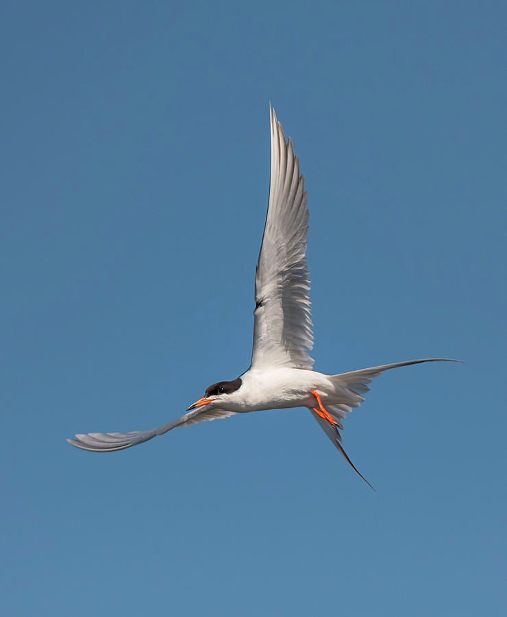 Return Of The Tern Photograph By Loree Johnson Fine Art America 1880