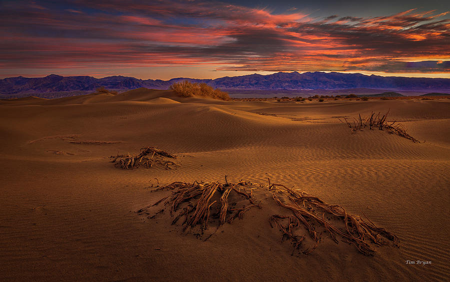 Desert Photograph - Return to Mesquite Dunes by Tim Bryan