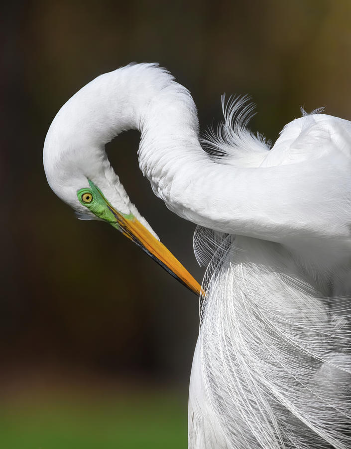 Reverent Bow - Great Egret Photograph by Carl Amoth