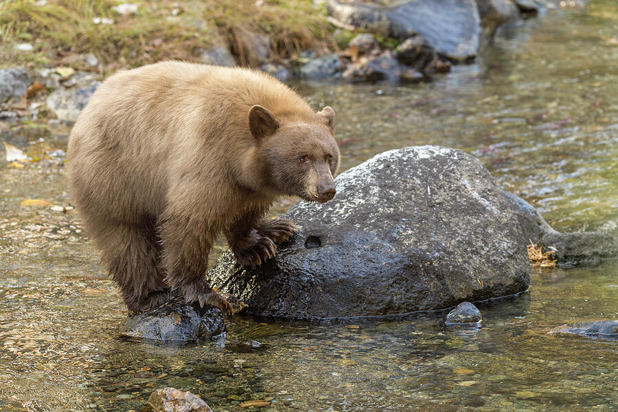 Big Bear Photograph by Scott Warner
