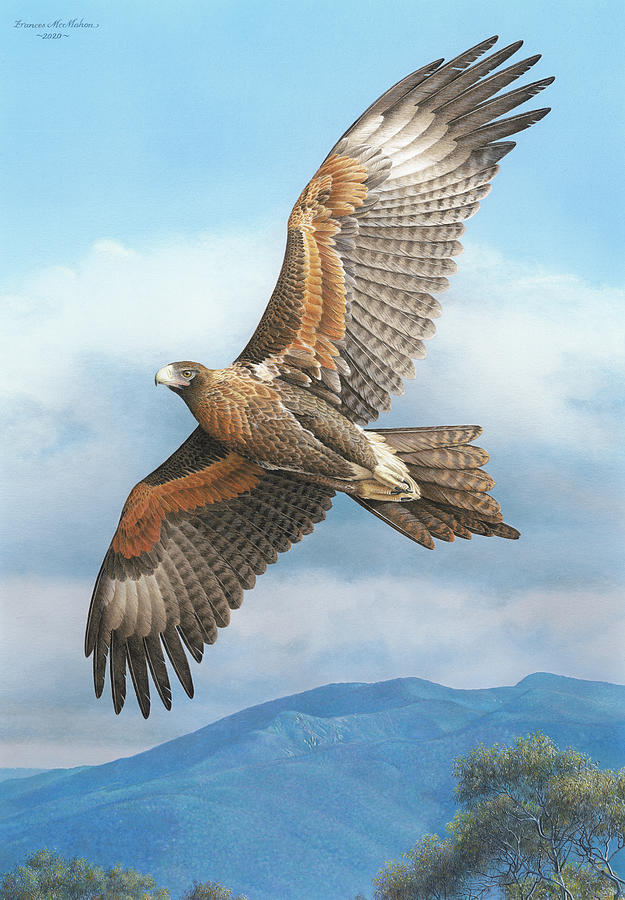 Eagle Painting - Rex Avium-Wedge tailed Eagle by Frances McMahon Eagle Painting - Rex Avium-Wedge tailed Eagle by Frances McMahon