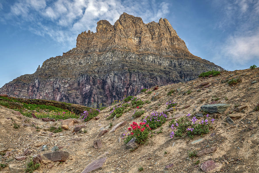 Reynolds Mountain And Glacier National Park Wildflowers Along Logan Pass Photograph by Gregory Ballos