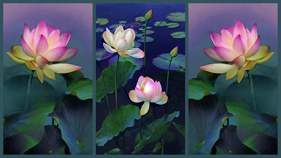 Lotus Collage Triptych  Photograph by Jessica Jenney