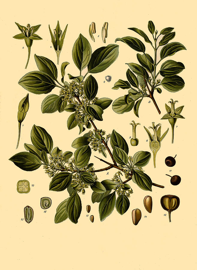 Rhamnus cathartica Drawing by Walther Otto Mueller