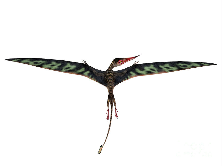 Rhamphorhynchus Wings Extended Digital Art