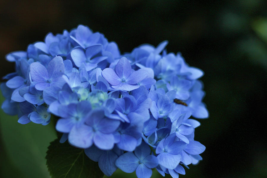Rhapsody in Blue Hydrangea Photograph by Stephanie Hobbs