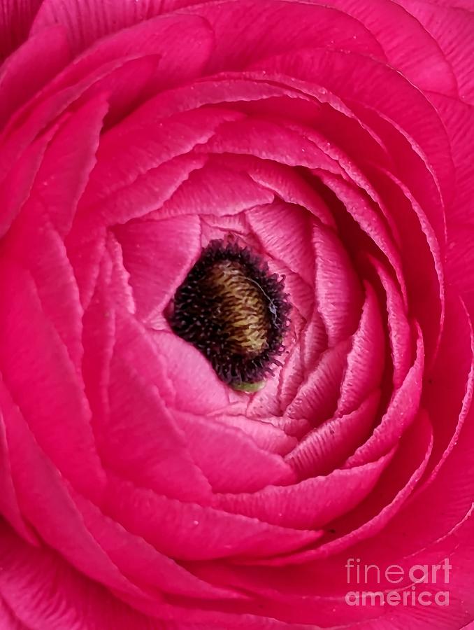 Nature Photograph - Rhapsody in Pink by Ekta Gupta