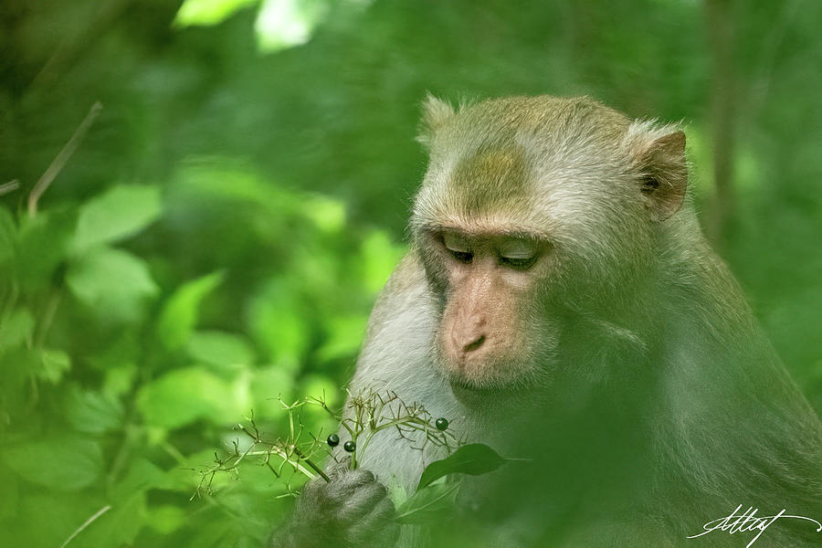 Rhesus Monkey Inspecting Berries Photograph by Meg Leaf