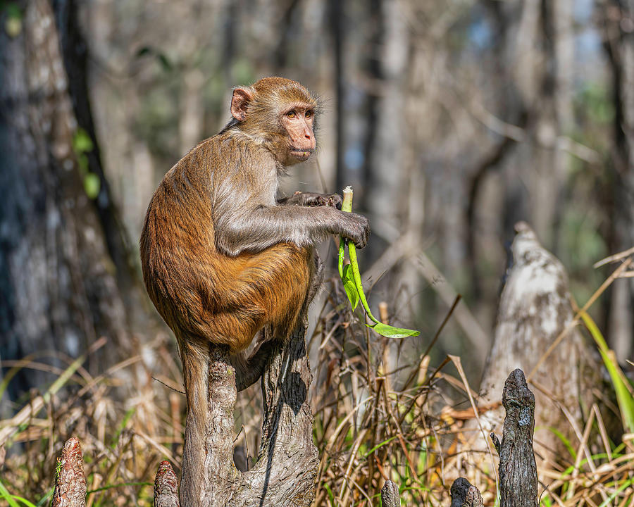 Rhesus Photograph - Rhesus Monkey on a Cypress Knee by Charles LeRette Rhesus Photograph - Rhesus Monkey on a Cypress Knee by Charles LeRette