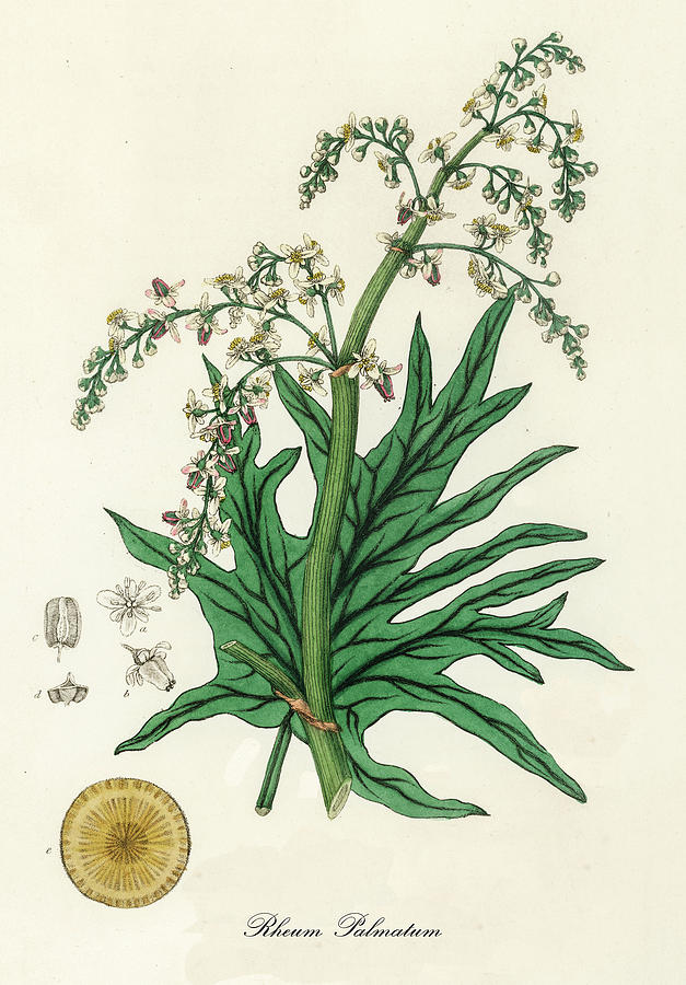 Nature Digital Art - Rheum Palmatum - Chinese Rhubarb - Medical Botany - Vintage Botanical Illustration by Studio Grafiikka