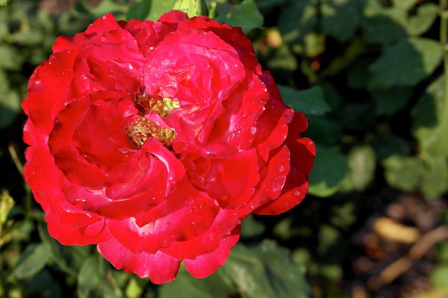 Rhinestone Rose Photograph by Michele Myers