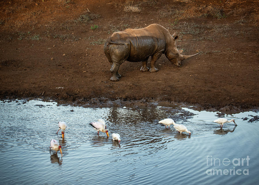 Rhinocerus Photograph - Rhino and Storks by Jamie Pham