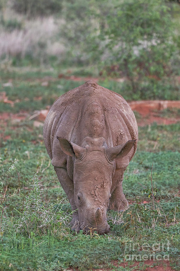 Rhino Calf Photograph by Brian Kamprath