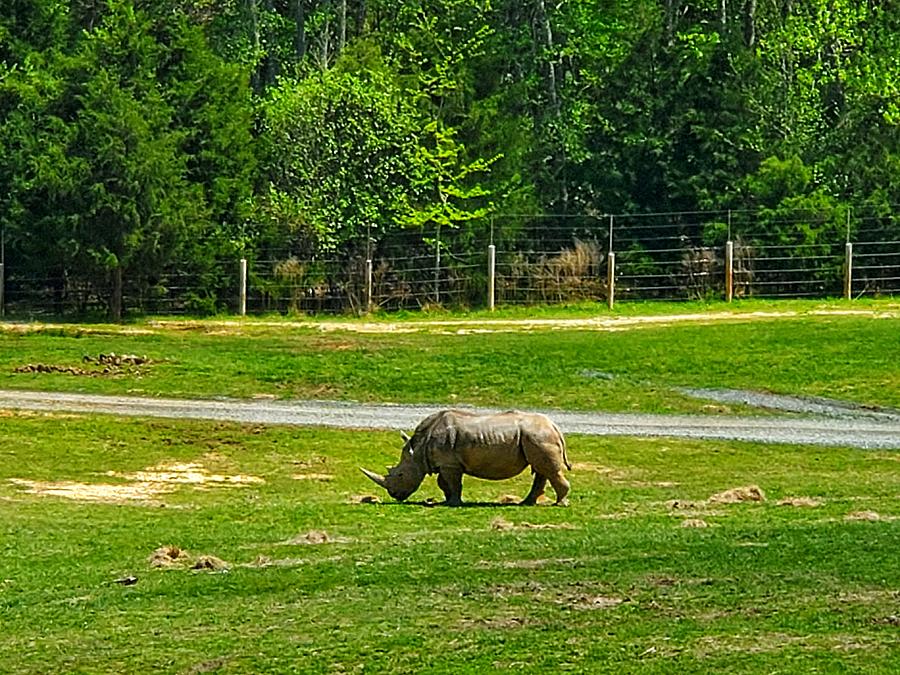 Rhino Feeding Photograph By Jason Smith - Fine Art America