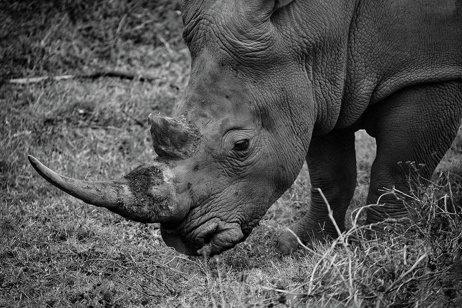 Rhino Grazing Photograph by Dave Schrauwen - Fine Art America