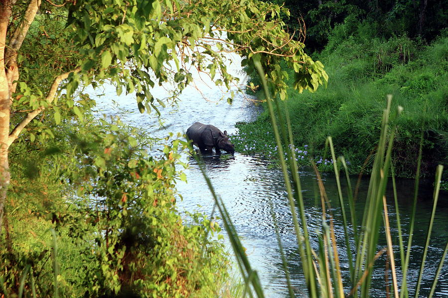 Rhino In The River Photograph by Aidan Moran