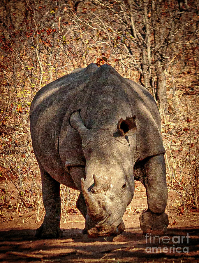 Rhino Photograph by Lev Kaytsner