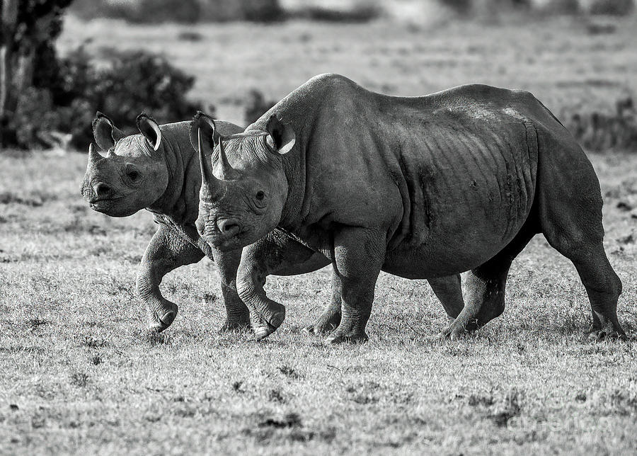 Rhino March Photograph by Jim Chamberlain - Fine Art America