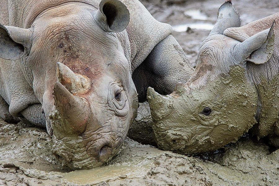 Rhino mum and calf in the mud Photograph by Gareth Parkes