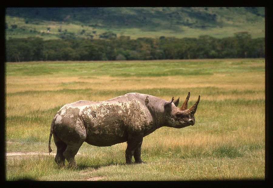 Rhino Posing in Field Photograph by Russel Considine