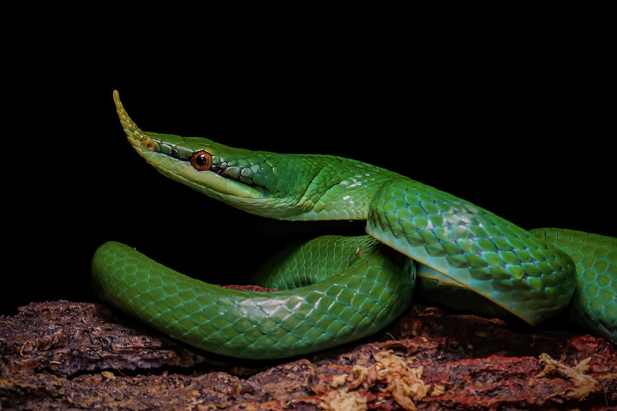 Rhino Ratsnake Photograph by Fauna Photography - Fine Art America