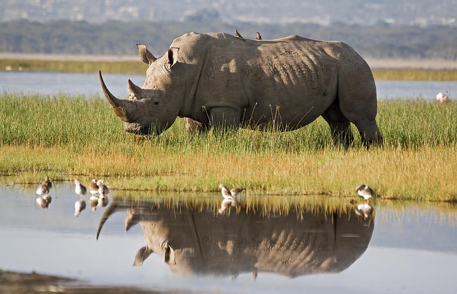 Rhino Reflection Photograph by WLDavies