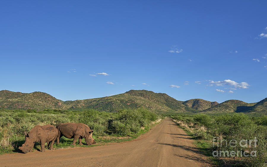 Rhino Road Photograph by Brian Kamprath