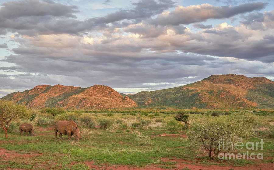 Rhino Sunset Photograph by Brian Kamprath