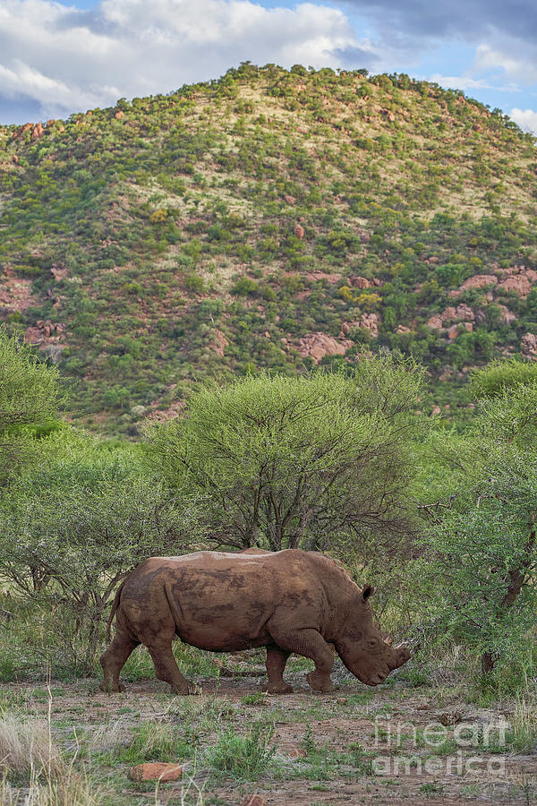 Rhino Tracks Photograph by Brian Kamprath