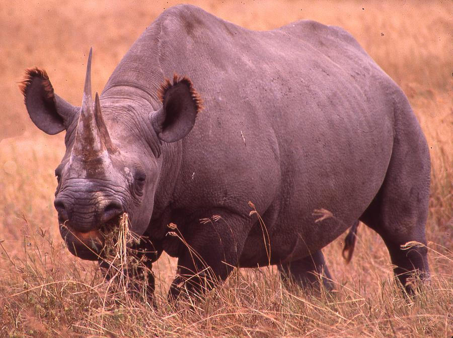 Rhino Up Close Photograph by Russel Considine