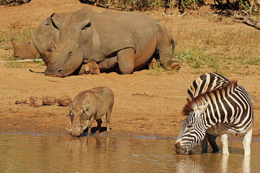 Rhino, Warthog and Zebra Photograph by MaryJane Sesto
