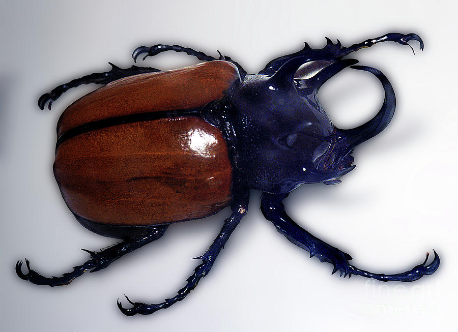 Rhinoceros Beetle Scarabe Photograph by Wernher Krutein - Pixels