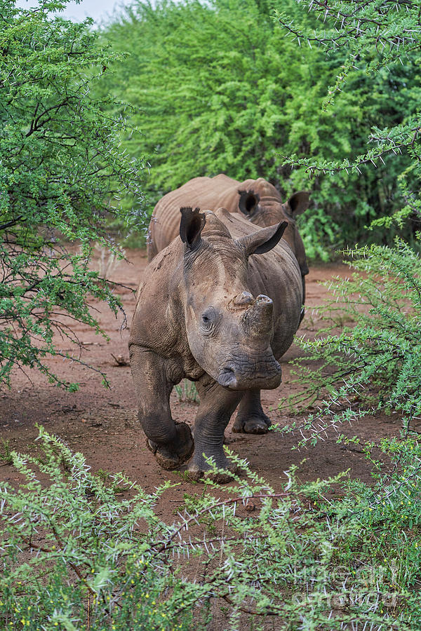 Rhinoceros Photograph by Brian Kamprath