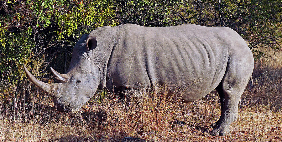 Rhinoceros Built Like a Tank Photograph by Francesco Ferrante - Fine ...