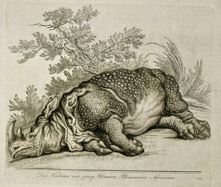 Rhinoceros c.1825 Digital Art by Kim Kent