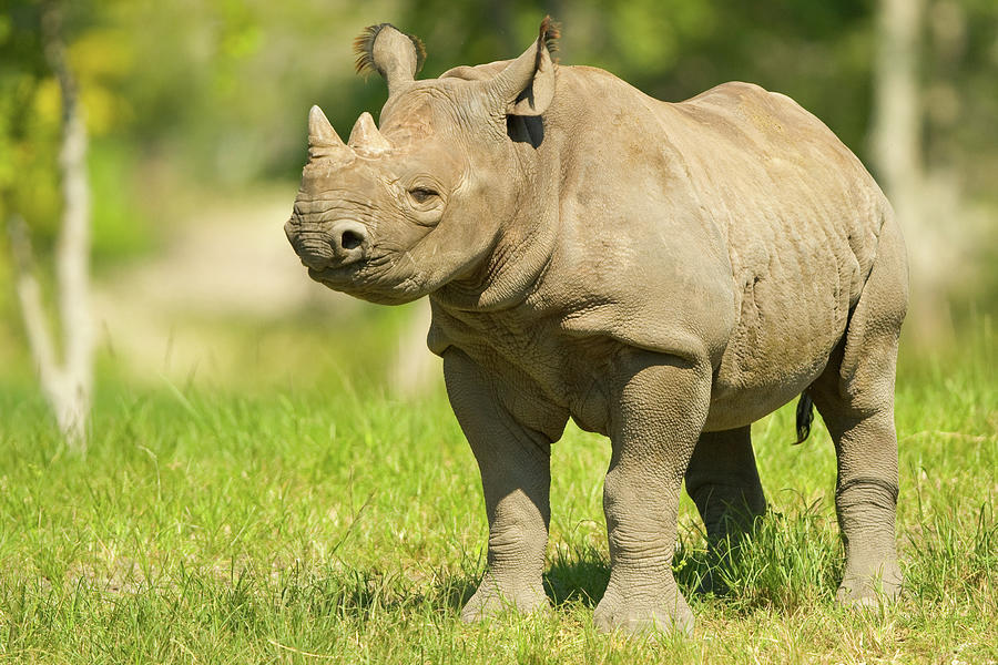 Rhinoceros Photograph by Celso Diniz | Pixels