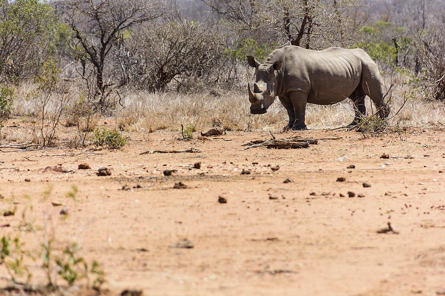 Rhinoceros Photograph by CornelisNienaber_