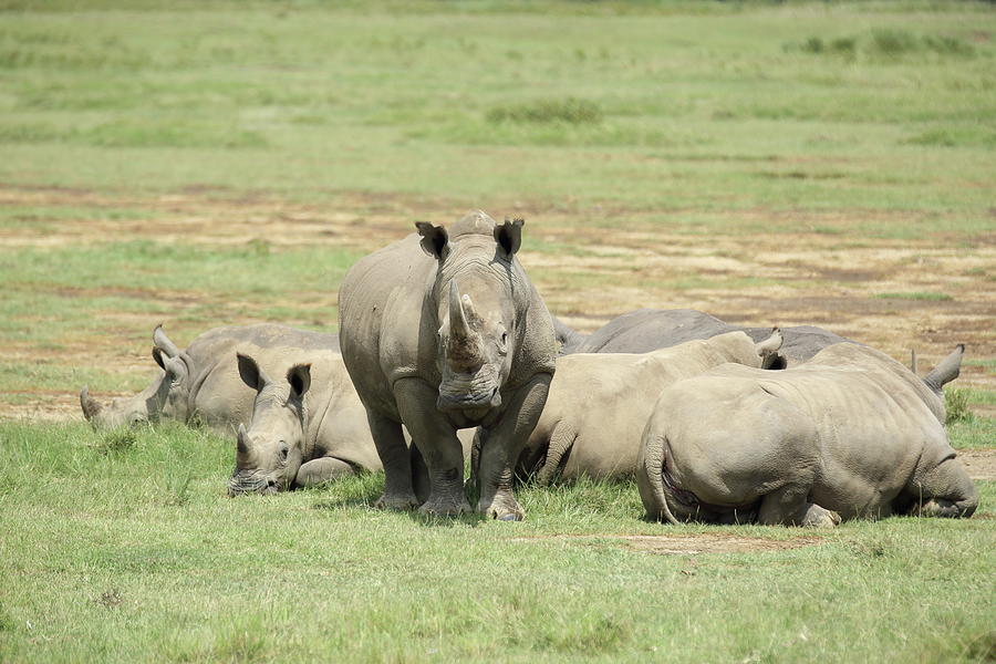 Rhinoceros Crash Photograph by Harold and Merry Garrard - Fine Art America