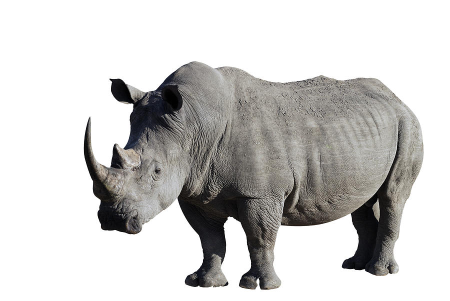 Rhinoceros with clipping path included Photograph by Himagine