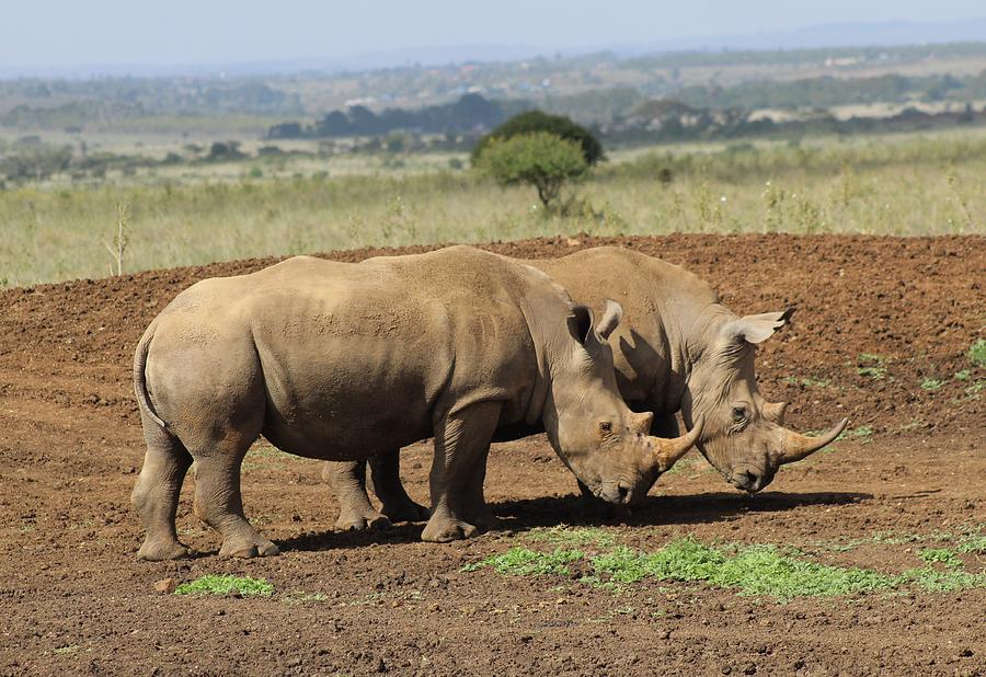 Rhinos in Kenya Photograph by Amy Houle - Fine Art America