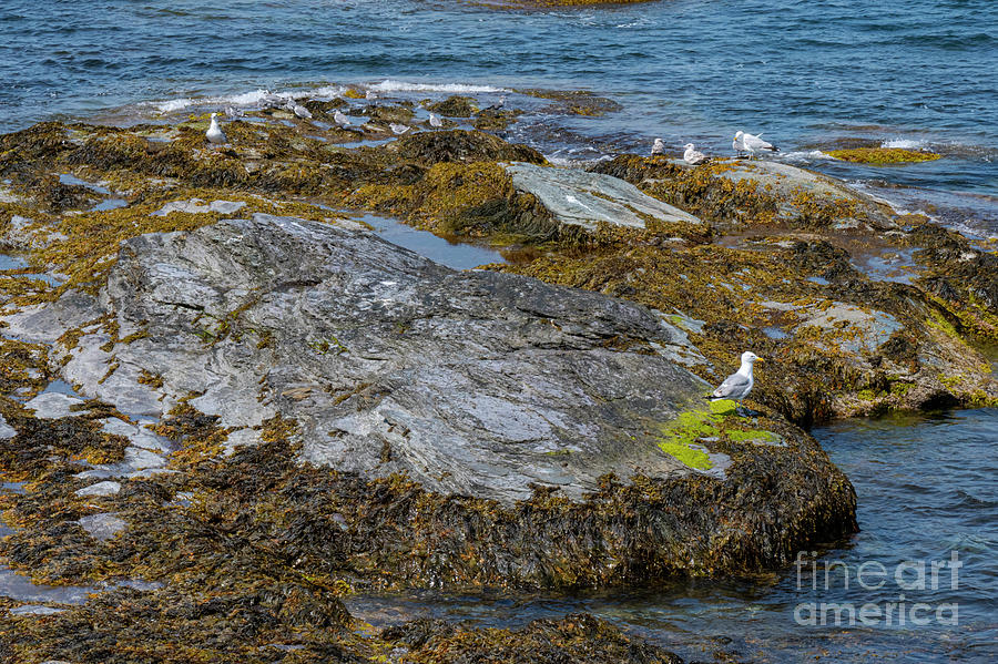 Rhode Island Gulls Photograph by Bob Phillips